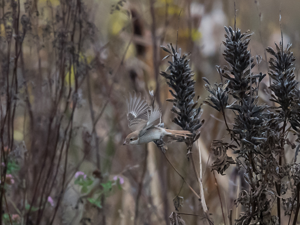 Punapyrstölepinkäinen, Isabelline Shrike, Lanius isabellinus
