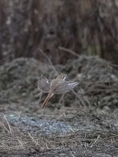 Punapyrstölepinkäinen, Isabelline Shrike, Lanius isabellinus