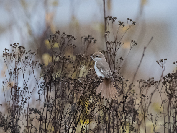 Punapyrstölepinkäinen, Isabelline Shrike, Lanius isabellinus