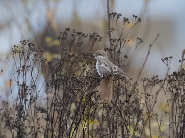 Punapyrstölepinkäinen, Isabelline Shrike, Lanius isabellinus