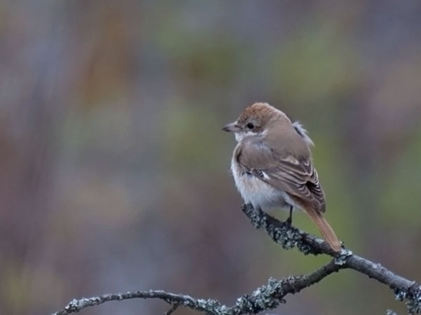 Punapyrstölepinkäinen, Isabelline Shrike, Lanius isabellinus