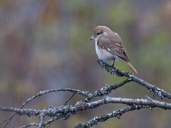 Punapyrstölepinkäinen, Isabelline Shrike, Lanius isabellinus