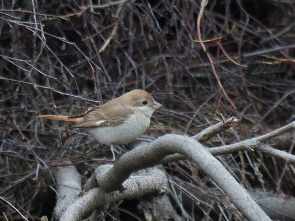 Punapyrstölepinkäinen, Isabelline Shrike, Lanius isabellinus
