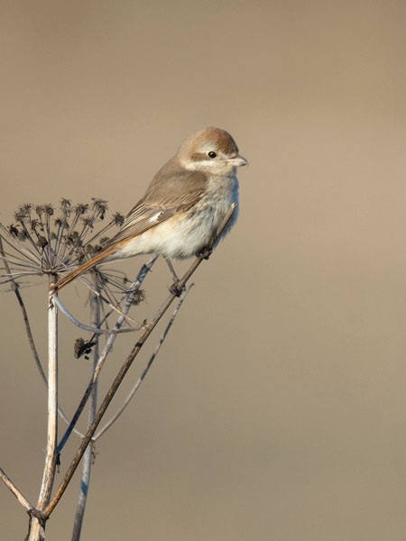 Punapyrstölepinkäinen, Isabelline Shrike, Lanius isabellinus