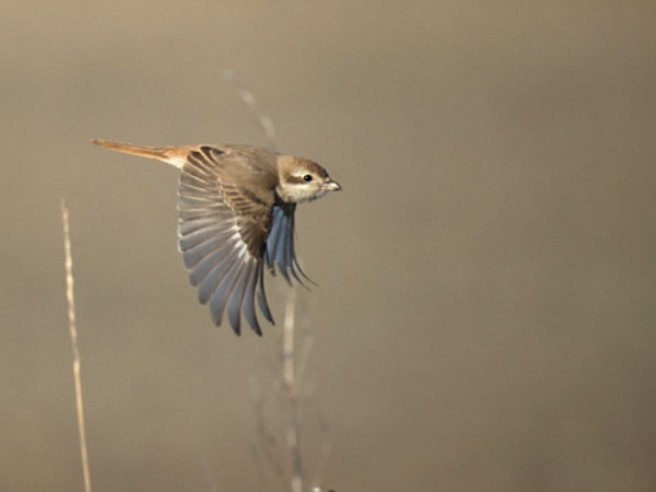 Punapyrstölepinkäinen, Isabelline Shrike, Lanius isabellinus