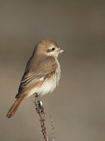Punapyrstölepinkäinen, Isabelline Shrike, Lanius isabellinus