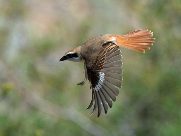 Punapyrstölepinkäinen, Isabelline Shrike, Lanius isabellinus