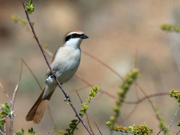 Punapyrstölepinkäinen, Isabelline Shrike, Lanius isabellinus