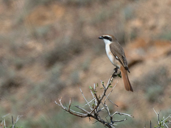 Punapyrstölepinkäinen, Isabelline Shrike, Lanius isabellinus