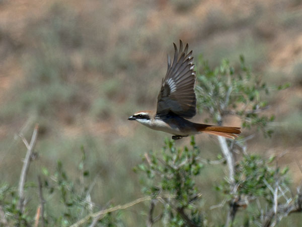 Punapyrstölepinkäinen, Isabelline Shrike, Lanius isabellinus