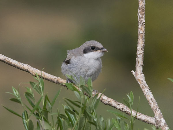 Etelänisolepinkäinen, Southern Grey Shrike, Lanius meridionalis