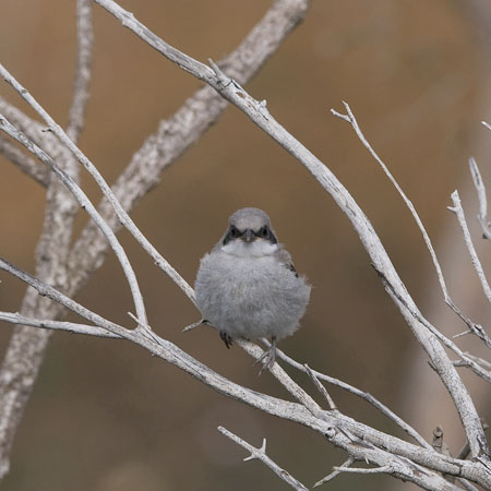 Etelänisolepinkäinen, Southern Grey Shrike, Lanius meridionalis