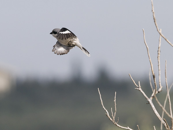 Etelänisolepinkäinen, Southern Grey Shrike, Lanius meridionalis