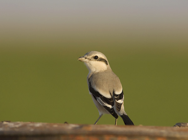 Etelänisolepinkäinen, Southern Grey Shrike, Lanius meridionalis