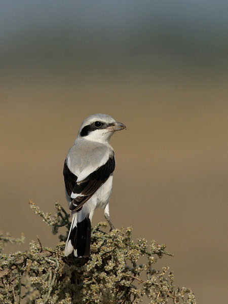 Etelänisolepinkäinen, Southern Grey Shrike, Lanius meridionalis