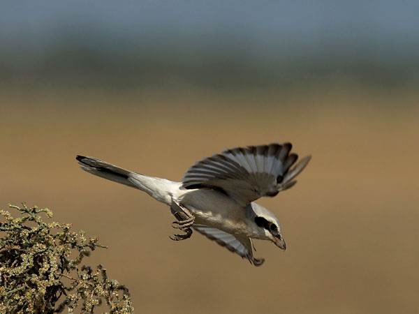 Etelänisolepinkäinen, Southern Grey Shrike, Lanius meridionalis