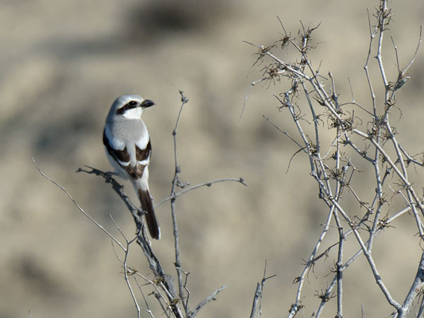 Etelänisolepinkäinen, Southern Grey Shrike, Lanius meridionalis