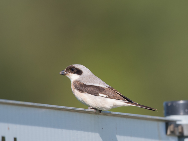 Mustaotsalepinkäinen, Lesser Grey Shrike, Lanius minor