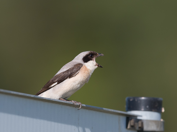 Mustaotsalepinkäinen, Lesser Grey Shrike, Lanius minor