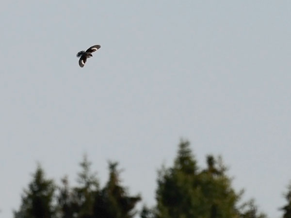 Mustaotsalepinkäinen, Lesser Grey Shrike, Lanius minor