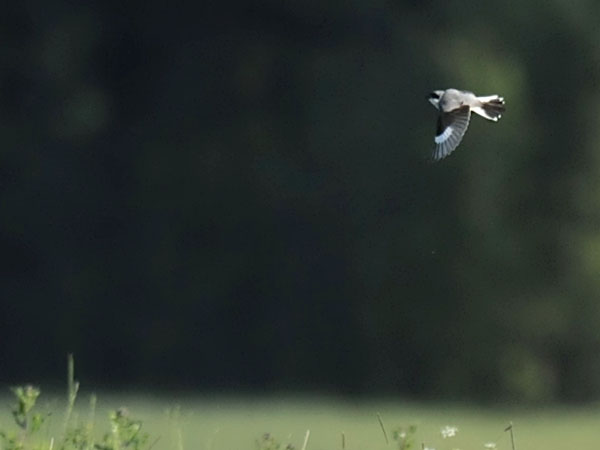Mustaotsalepinkäinen, Lesser Grey Shrike, Lanius minor