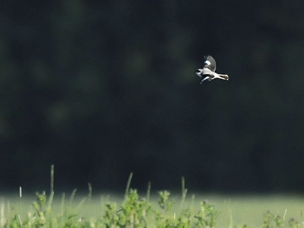 Mustaotsalepinkäinen, Lesser Grey Shrike, Lanius minor
