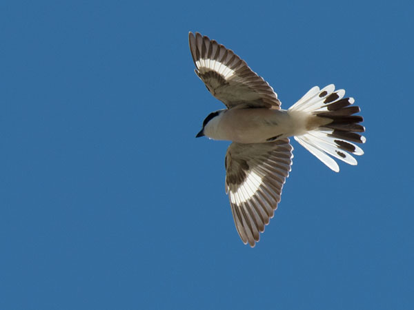Mustaotsalepinkäinen, Lesser Grey Shrike, Lanius minor
