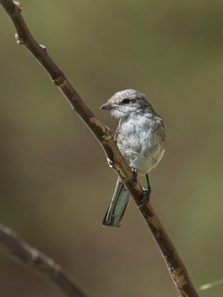 Valko-otsalepinkäinen, Masked Shrike, Lanius nubicus