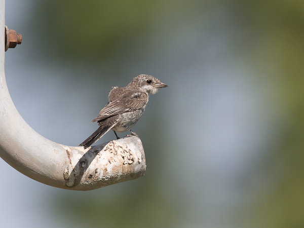 Valko-otsalepinkäinen, Masked Shrike, Lanius nubicus