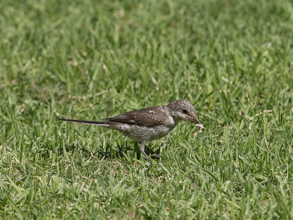 Valko-otsalepinkäinen, Masked Shrike, Lanius nubicus