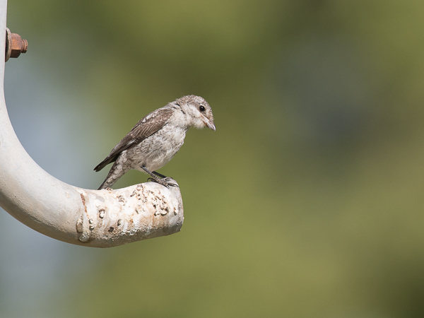 Valko-otsalepinkäinen, Masked Shrike, Lanius nubicus