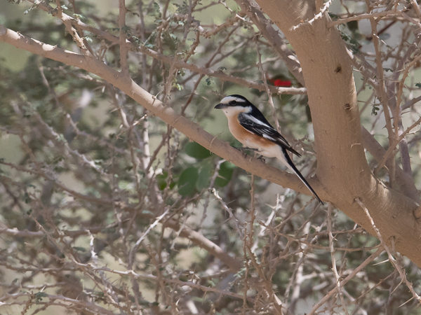 Valko-otsalepinkäinen, Masked Shrike, Lanius nubicus