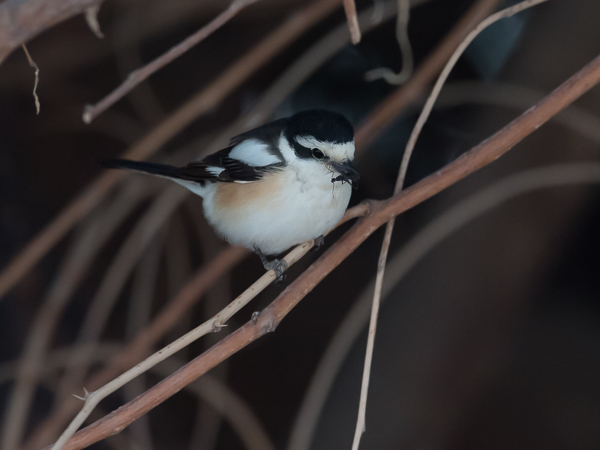 Valko-otsalepinkäinen, Masked Shrike, Lanius nubicus