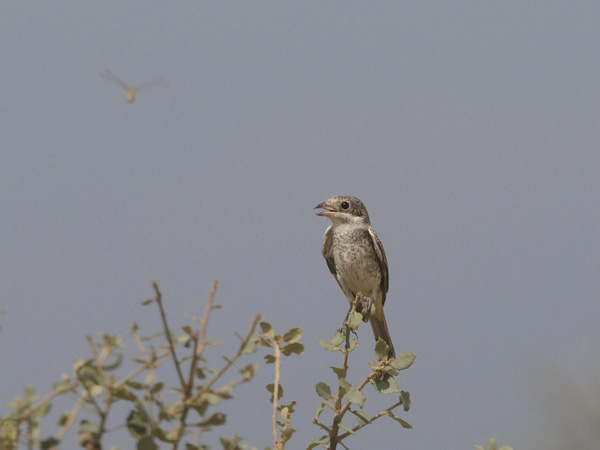 Punapäälepinkäinen, Woodchat Shrike, Lanius senator