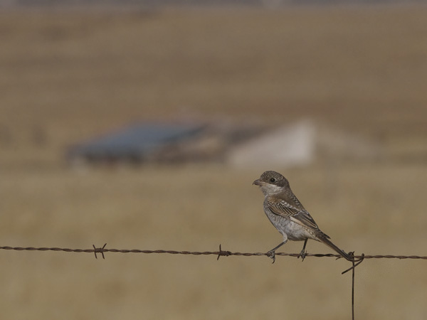 Punapäälepinkäinen, Woodchat Shrike, Lanius senator