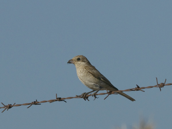 Punapäälepinkäinen, Woodchat Shrike, Lanius senator