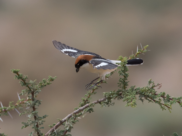 Punapäälepinkäinen, Woodchat Shrike, Lanius senator