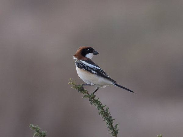 Punapäälepinkäinen, Woodchat Shrike, Lanius senator