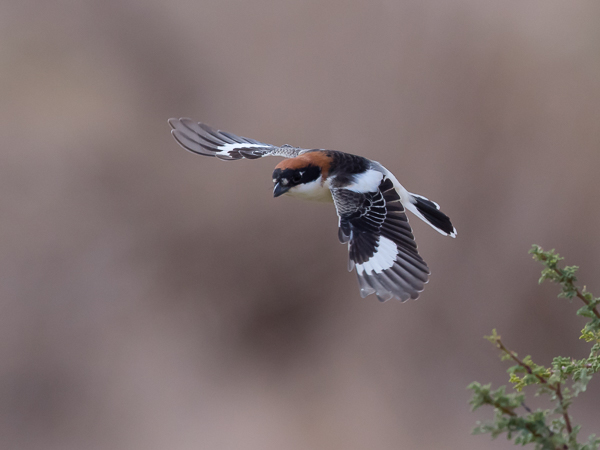 Punapäälepinkäinen, Woodchat Shrike, Lanius senator