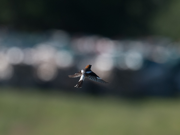 Punapäälepinkäinen, Woodchat Shrike, Lanius senator