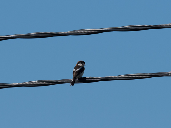 Punapäälepinkäinen, Woodchat Shrike, Lanius senator