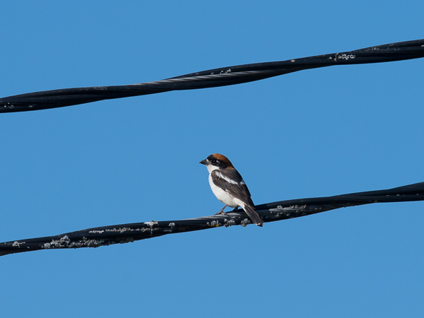 Punapäälepinkäinen, Woodchat Shrike, Lanius senator