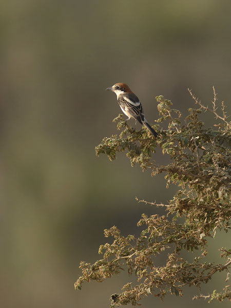 Punapäälepinkäinen, Woodchat Shrike, Lanius senator