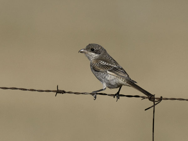 Punapäälepinkäinen, Woodchat Shrike, Lanius senator