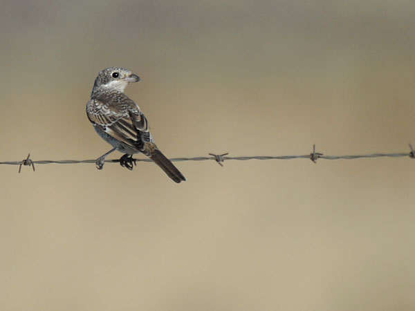 Punapäälepinkäinen, Woodchat Shrike, Lanius senator