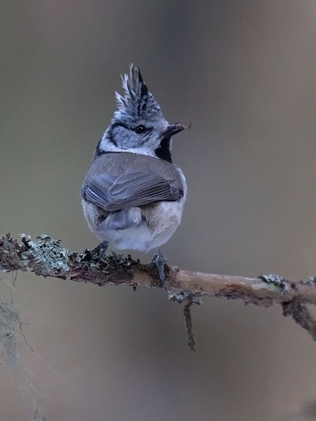 Töyhtötiainen, European Crested Tit, Lophophanes cristatus