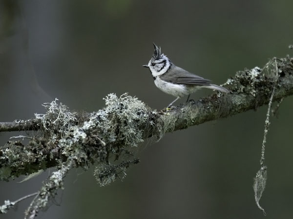 Töyhtötiainen, European Crested Tit, Lophophanes cristatus