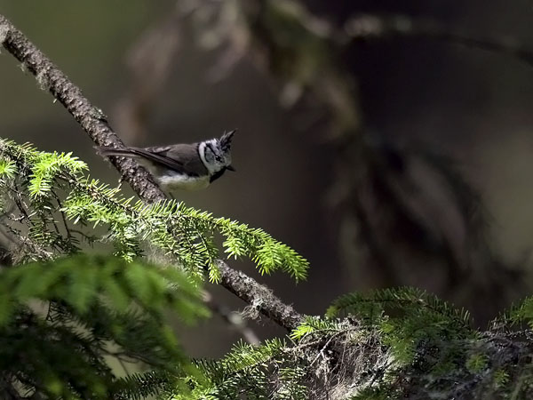 Töyhtötiainen, European Crested Tit, Lophophanes cristatus