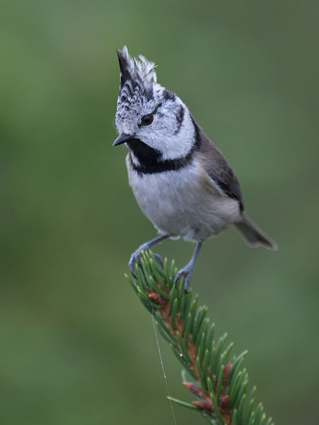 Töyhtötiainen, European Crested Tit, Lophophanes cristatus