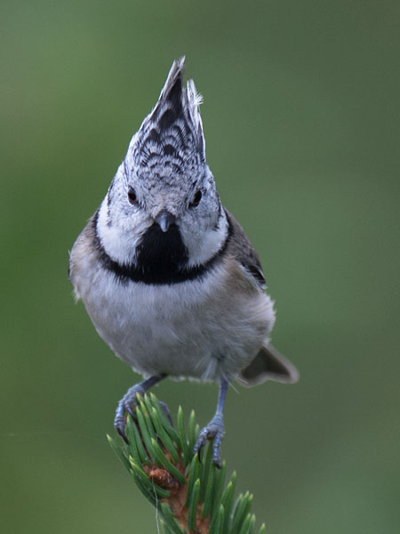 Töyhtötiainen, European Crested Tit, Lophophanes cristatus
